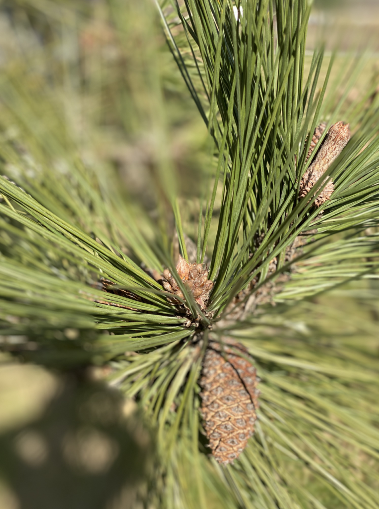 Spring is just around the corner - Triple Wren Farms