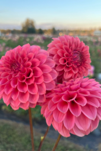 Dahlia Comparison: KA's Keltie Rose and Chimacum Nadjae - Triple Wren Farms