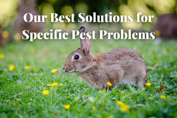 Farm Rabbit Pests Pest Management for Dahlias at Triple Wren - Triple Wren Farms