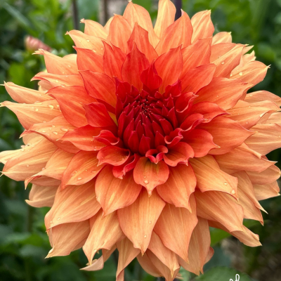 Introducing the Class of 2025 Novice Hybridizer Dahlias - Triple Wren Farms